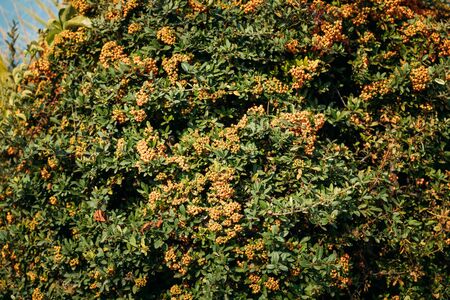 Orange Beries Of Pyracantha Coccinea Plant In Summer Gardenの写真素材