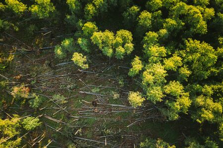 Aerial View Green Forest Deforestation Area Landscape. Top View Of Fallen Woods Trunks And Growing Forest. European Nature From High Attitude In Summer Season. Drone View. Bird's Eye View.の写真素材