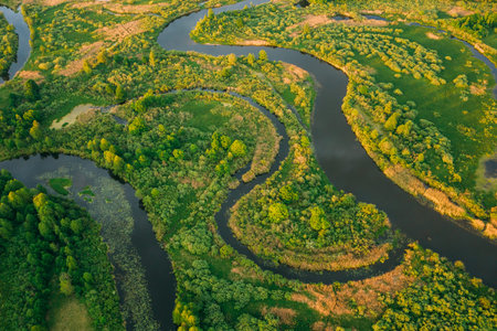 Aerial View Green Forest Woods And River Landscape In Sunny Spring Evening. Top View Of Beautiful...