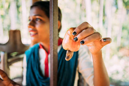Goa, India - February 14, 2020: Guide Woman Holding In Her Hand Cashew Nut Fruit.のeditorial素材