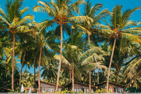 Canacona, Goa, India - February 16, 2020: Tall Palm Tree Above Old Wooden Guest Houses At Famous Palolem Beach In Summer Sunny Day.のeditorial素材