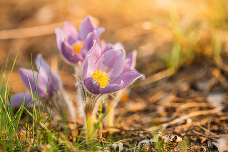 Belarus. Wild Spring Flowers Pulsatilla Patens. Flowering Plant In Family Ranunculaceae, Native To...