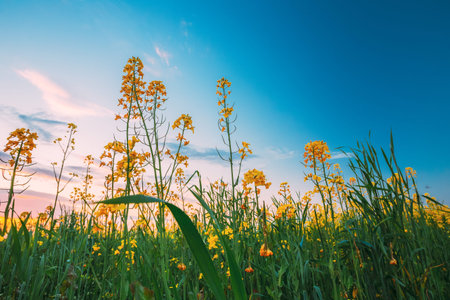 Spring Flowering Canola, Rapeseed, Oilseed Field Meadow Grass. Close Up Of Blossom Of Canola Yellow...