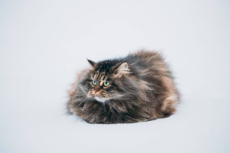 Funny Fluffy Siberian Cat Kitty Standing In Snowy Snowdrift In Winter Park. Gorgeous Adorable Russian Breed Cat. Popular Pet.の写真素材