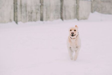 Funny Labrador Dog Playing Running Outdoor In Snow, Winter Season. Playful Pet Outdoorsの写真素材