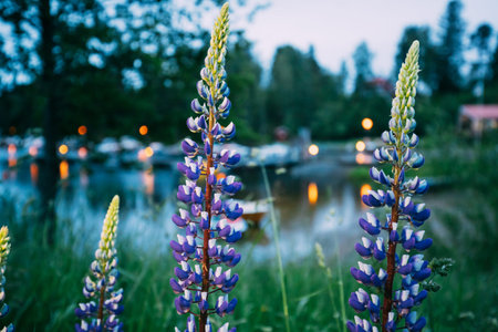 Wild Flowers Lupine In Summer Meadow Near Lake At Evening Night. Lupinus, Commonly Known As Lupin Or Lupine, Is A Genus Of Flowering Plants In The Legume Family, Fabaceae. Swedish Nature, Scandinavia.の写真素材