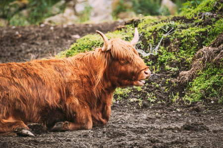 Black Highland Cattle Cow Graze On A Summer Livestock Pasture. Scottish Cattle Breed In Summer Day....