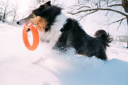Funny Young Shetland Sheepdog, Sheltie, Collie Playing With Ring Toy Outdoor In Snowy Park, Winter Season. Playful Pet Outdoorsの写真素材