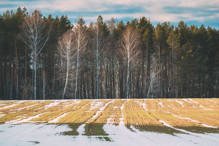 Spring Plowed Field Partly Covered Winter Melting Snow Ready For New Season. Ploughed Field In Early Spring. Farm, Agricultural Landscape.の写真素材