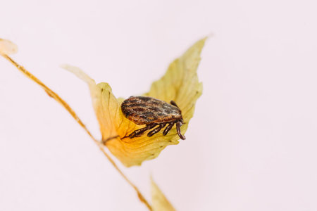 Dermacentor Reticulatus On Dry Branch. Also Known As The Ornate Cow Tick, Ornate Dog Tick, Meadow...