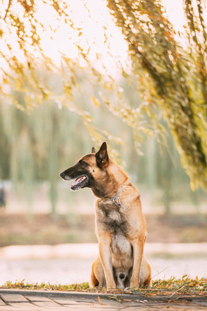 Malinois Dog Sitting Near Lake Under Tree Branches. Belgian Sheepdog Are Active, Intelligent,...