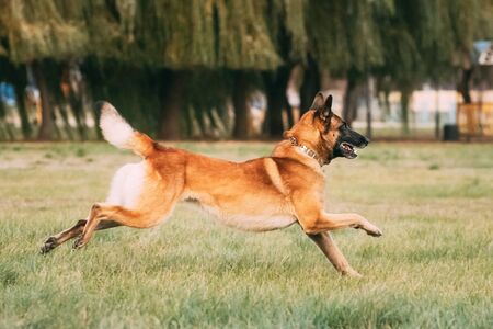 Malinois Dog Play Jumping Running Outdoor In Park. Belgian Sheepdog Are Active, Intelligent, Friendly, Protective, Alert And Hard-working. Belgium, Chien De Berger Belge Dogの写真素材