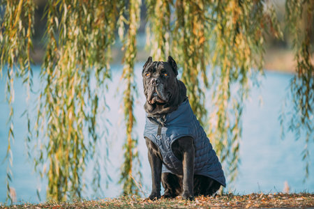 Black Cane Corso Dog Sitting Near Lake Under Tree Branches. Dog Wears In Warm Clothes. Big Dog...