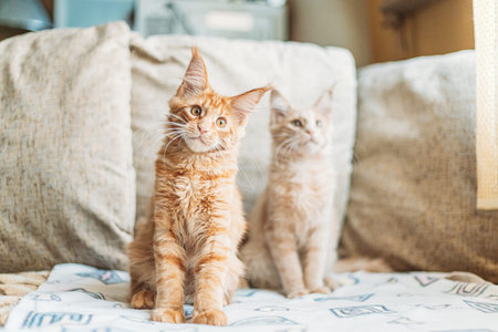 Two Funny Curious Young Red Ginger Maine Coon Kittens Cats Sitting At Home Sofa. Coon Cat, Maine...