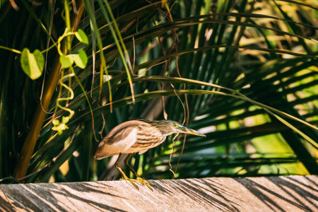 Goa, India. Indian Pond Heron Sitting On In Sunny Day.