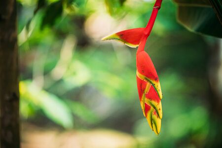 Goa, India. Red Flower Of Heliconia Rostrata Also Known As Hanging Lobster Claw Or False Bird Of Paradise.の写真素材
