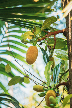 Goa, India. Close View Of Jackfruit On Tree.