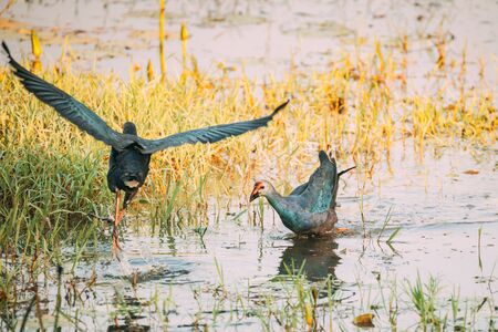 Goa, India. Grey-headed Swamphen Birds In Morning Looking For Food In Swamp. Porphyrio Poliocephalus.の写真素材