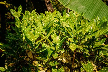 Goa, India. Green Leaves Of Codiaeum Variegatum In Summer Sunny Dayの写真素材