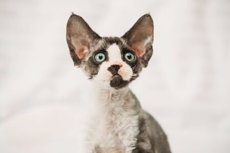 Funny Curious Young Gray Devon Rex Kitten. Short-haired Cat Of English Breed. Close Up Portraitの写真素材