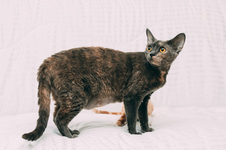 Adult Gray Devon Rex Cat At Home Sofa. Short-haired Cat Of English Breed