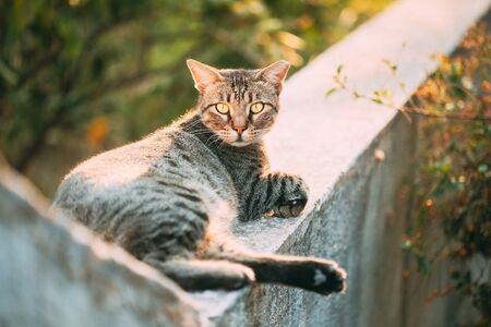 Portrait Of Homeless Gray Cat Resting Outdoor In Streetの写真素材