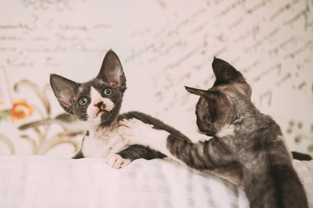 Funny Curious Young Gray Devon Rex Kitten Playing Together At Home Sofa. Short-haired Cat Of English...