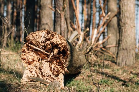 Fallen Old Pine Tree Trunk. Windfall In Forest. Storm Damage. Fallen Tree In Coniferous Forest After Strong Hurricane Wind.の写真素材