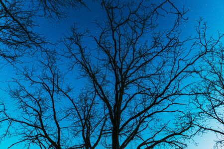 Night Sky Stars Above Oak Trees Branches In Early Spring. Natural Starry Sky Above Woods. Night Sky.の写真素材