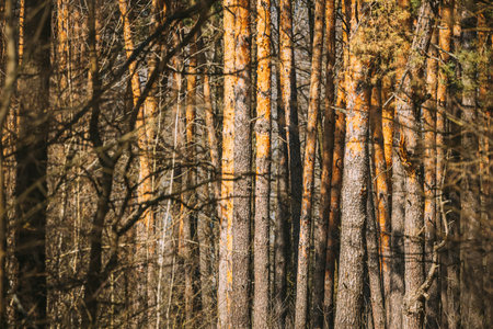 Spring Coniferous Forest In Sunny Day. Pines Trees Woods.