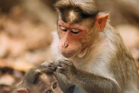Goa, India. Bonnet Macaque - Macaca Radiata Or Zati Is Looking For Fleas On Its Cub. Close Upの写真素材