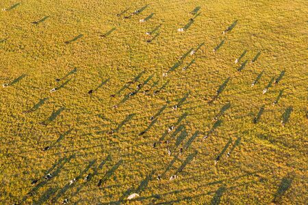 Aerial View Of Cattle Of Cows Grazing In Meadows Pasture. Summer Green Pasture Landscape. Top View. Birds-eye Viewの写真素材
