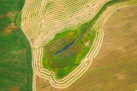 Aerial View Of Rural Landscape. Combine Harvester Working In Field, Collects Seeds. Harvesting Of...