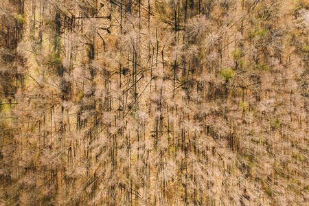 Aerial View Of Deciduous Trees Without Foliage Leaves In Landscape At Early Spring. Top Flat View From High Attitude. Natural Backdrop Background Of European Woods And Their Shadows. Drone Viewの写真素材