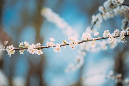 White Young Spring Flowers Of Prunus subg. Cerasus Growing In Branch Of Tree.の写真素材