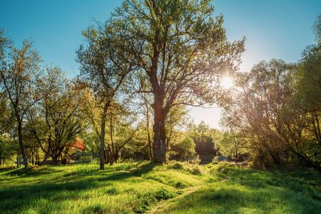 Sun Shining Through Branch And Foliage Of Oak Tree At Spring Season. Deciduous Forest Summer Nature In Sunny Dayの写真素材