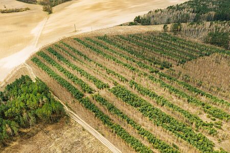 Young Mixed Forest In A Planted Forest Belt. Aerial View Of Forest Strips Landscape In Early Spring Sunny Day. Drone View. Birds Eye Viewの写真素材