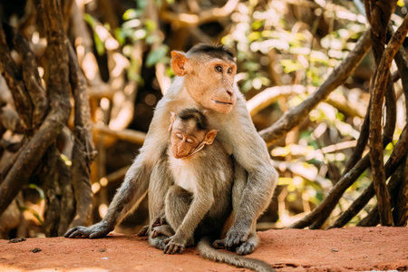 Goa, India. Bonnet Macaque - Macaca Radiata Or Zati With Newborn Sitting On Ground. Monkey With Infant Babyの写真素材