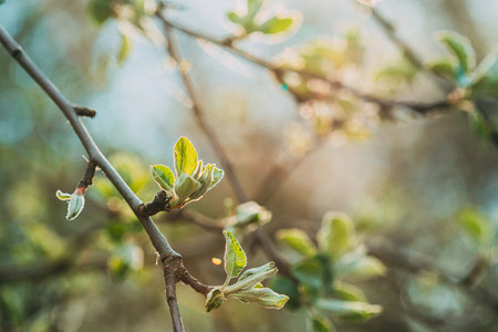 Young Fresh Spring Green Leaf Leaves Growing In Branches Of Garden Bush Plant Tree. Young Leaf In...