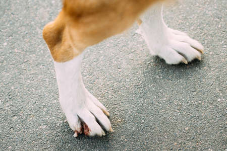Damaged Claw And Finger In Dog. Dogs Paws Close Upの写真素材