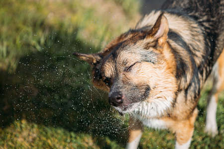 Dog Shakes Off Drops Of Water After Swimming In Sunny Summer Dayの写真素材