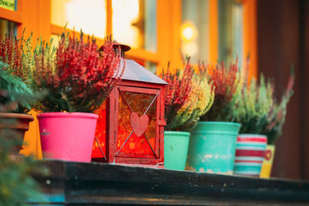 Bush Of Colorful Calluna Plants In Pots Under Window In Gardenの写真素材