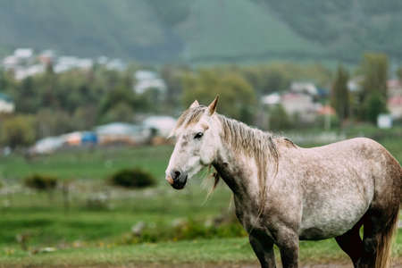Gray Horse Grazing On Green Mountain Slope During Spring Rain. Mountains Of Georgiaの写真素材