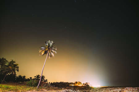 Goa, India. Real Night Sky Stars. Coconut Tree Palm On Background Of Natural Starry Skyの写真素材
