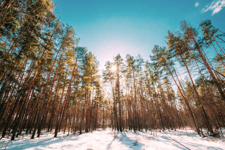 Sunshine Above Beautiful Pine Coniferous Forest Trees Woods Canopy In Sunny Winter Day. Greenwood Pines Forest In Sunset Sunlightの写真素材