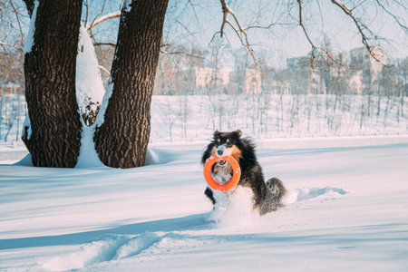 Funny Young Shetland Sheepdog, Sheltie, Collie Playing With Ring Toy Outdoor In Snowy Park, Winter...