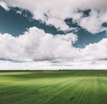 Countryside Rural Field Landscape With Young Wheat Sprouts In Spring Summer Cloudy Day. Agricultural Field. Young Wheat Shoots. Aerial Viewの写真素材