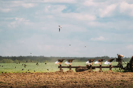 Flock Of Birds Of Seagull Flies Behind Tractor Plowing Field In Spring Season. Beginning Of Agricultural Spring Seasonの写真素材