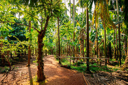 Goa, India. View Of Road Lane Path Way Surrounded By Tropical Green Vegetation And Bamboo Trees In Sunny Day. Park Landscapeの写真素材