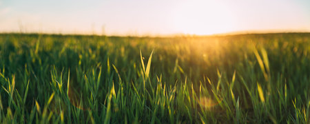 Close Up Young Wheat Shoots In Sunset Sunrise Lights. Countryside Rural Field With Young Wheat...